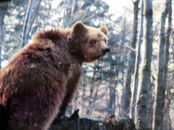 The “wild bear” that Di caught in the camera from just two meters away! 