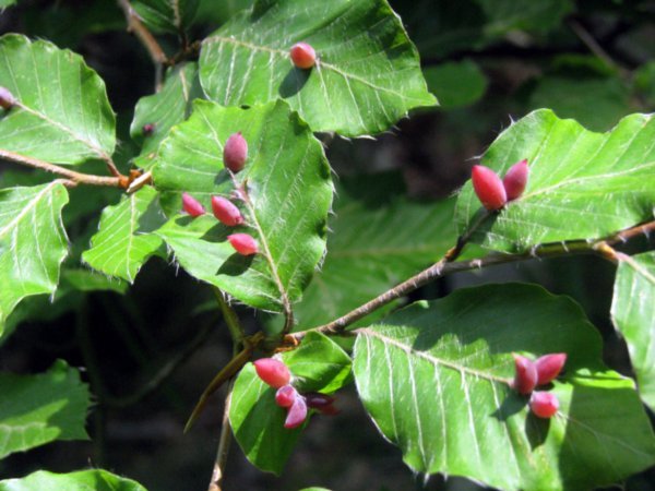 Strange red fleshy growths on birch leaves 