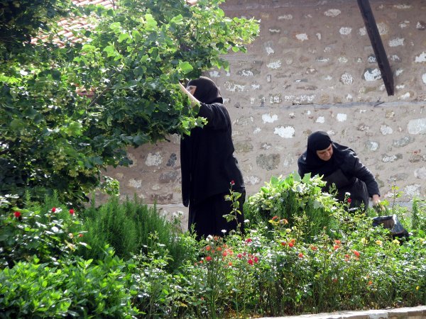 Nuns tending the garden and picking flowers of the Teo tree to make Sleeping potion 