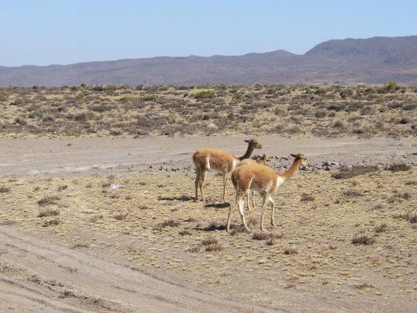 Wild animals on way to Canyon