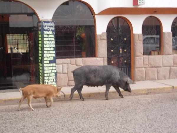Pigs walking down the street in Ollaytaytambo - as they do!