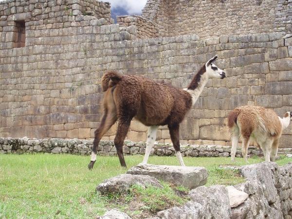 Resident Llamas at Machu Picchu