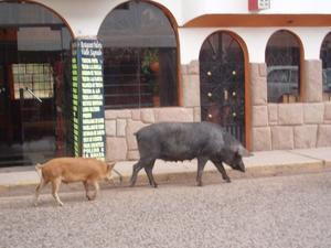 Pigs walking down the street in Ollaytaytambo - as they do!