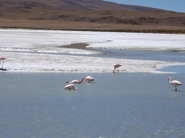 Rare pink flamingos on the Altiplano