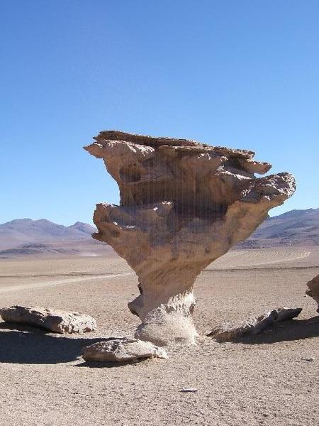 A famous tree rock!?