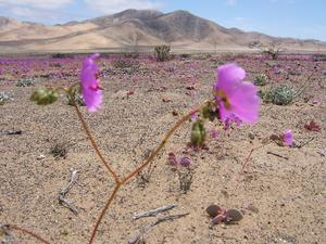 These plants on the desert only flower once every five years