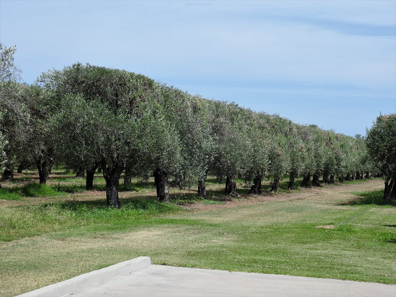 Olive groves at Pukara Estates