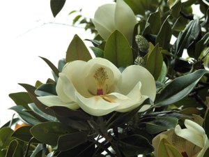 Beautiful Magnolia in The Sydney Botanical Gardens