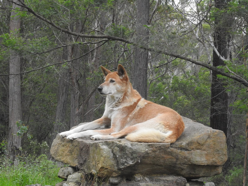 Beautiful Dingo