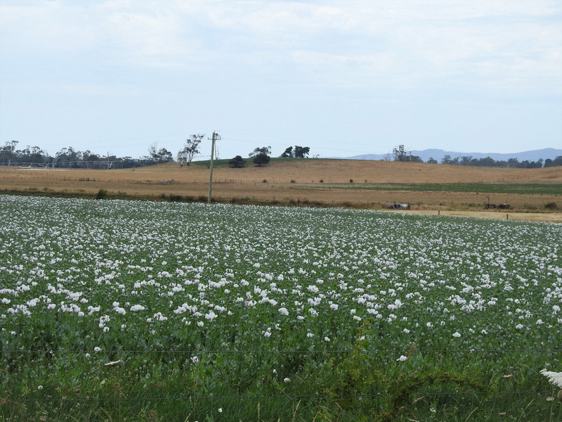 Poppy field - who knew Tassie is one of the 3 legal Opium growing countries