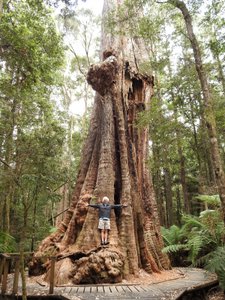Amazing Eucalyptus tree @ 55 ft circumference at Dip Falls