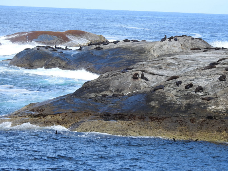 Seals at Doubtful Sound