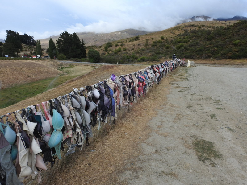 Interesting yard art - "free bras"???