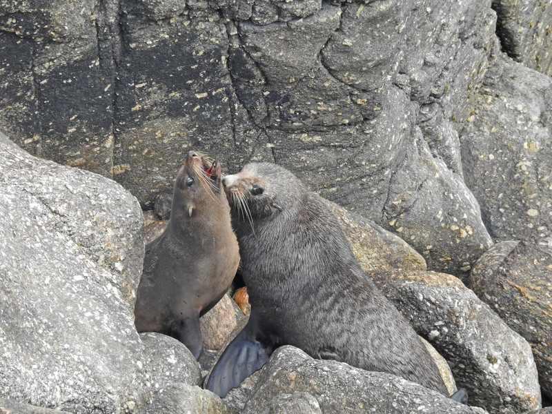 Seals in love :) 