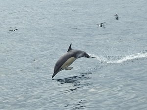 Dusky dolphins - also called acrobatic dolphins