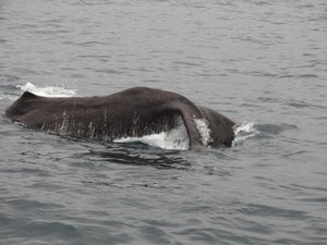 Body of sperm whale