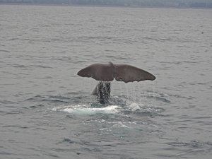 Beautiful sperm whale tale