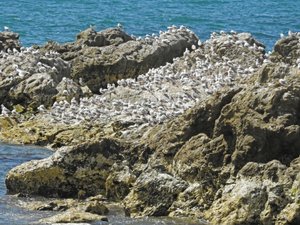 lots of sea gulls