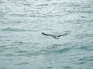 Albatros in flight