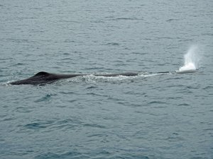 Sperm Whale @ 45 ft long
