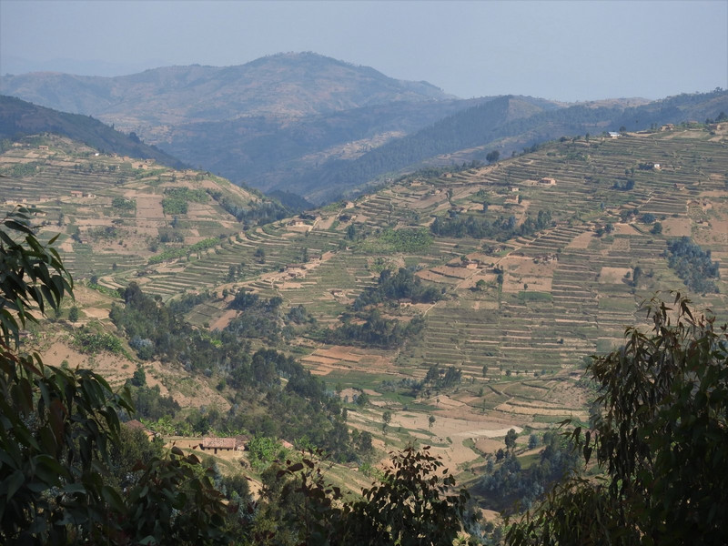 Terraced countryside