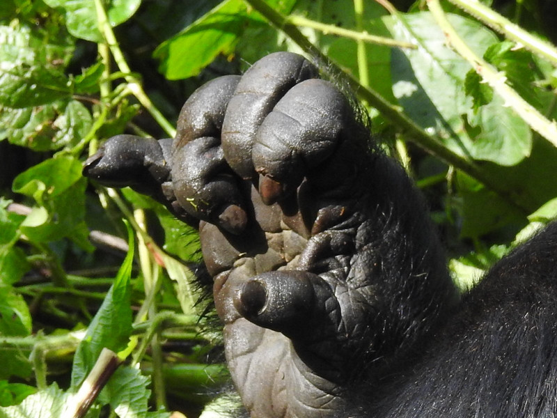 And the hands on the Silverback were amazing!!!