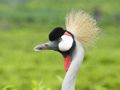 It is the Ugandan National Bird