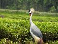 Crested crown crane among the tea plantation