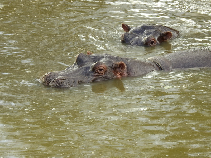 hippos undercover