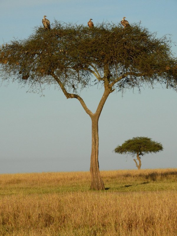 Vultures in the acacia tree