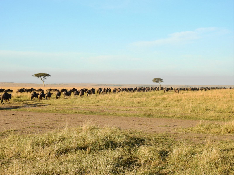 Wildebeest - as far as the eye can see!