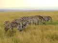 Beautiful zebras!