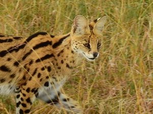 Most beautiful cat - Serval cat