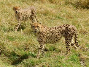 Loved those cheetahs!