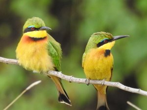 Bee eaters - saw lots of these!
