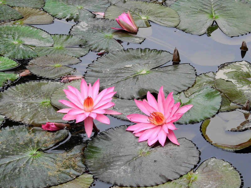 Beautiful water lilies