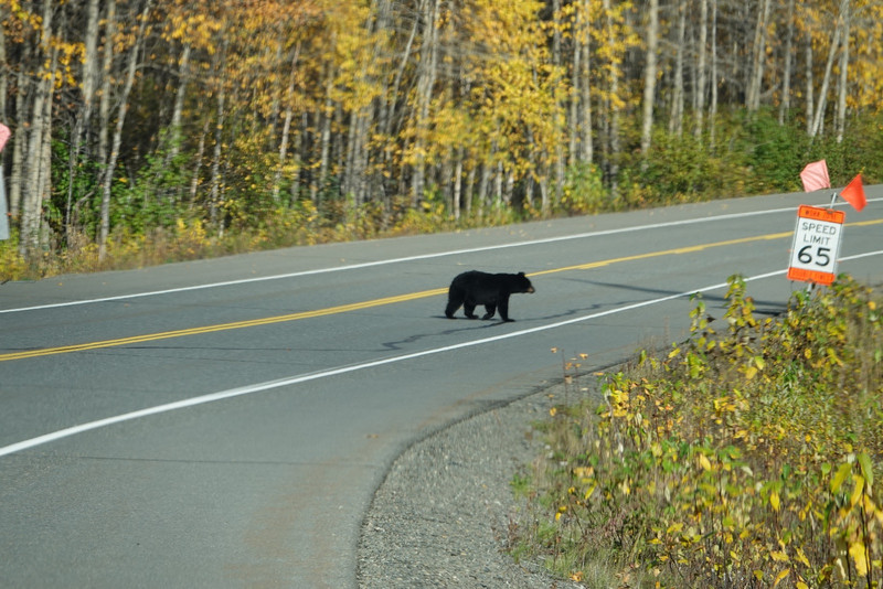 Mom crossing the road, 2 cubs on the other side