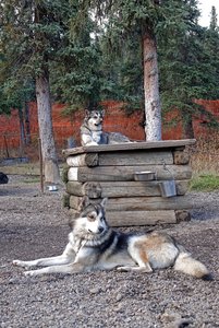 Sled dogs for the park
