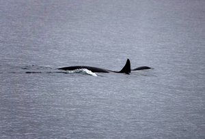 Orcas whales