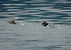 Sea Otters just hanging out in Valdez