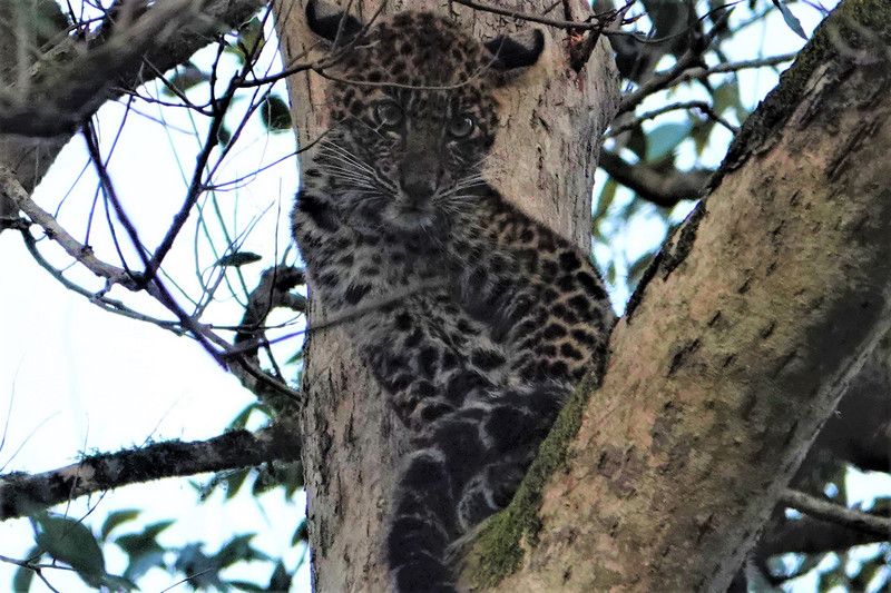 Leopard at JCNP