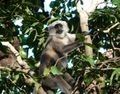 Langur Monkey JCNP