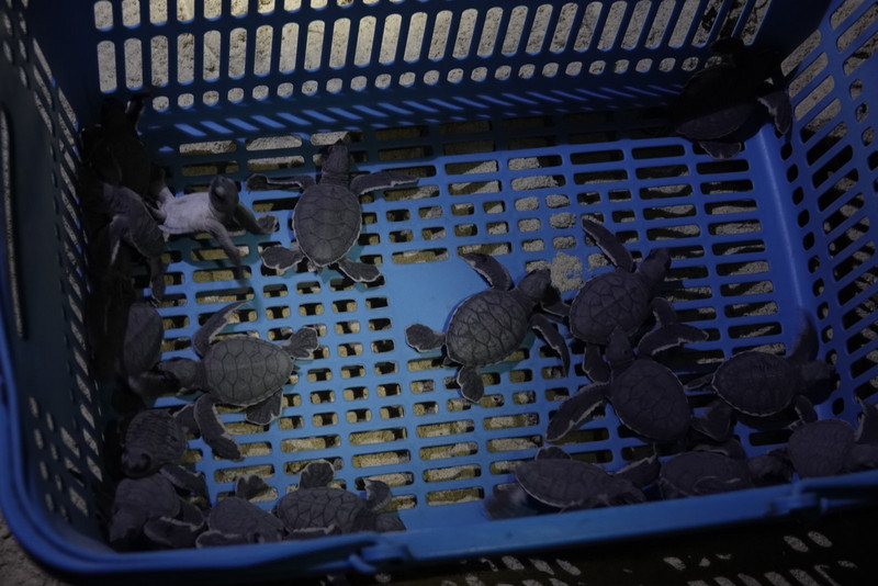 Ready to release the hatchlings