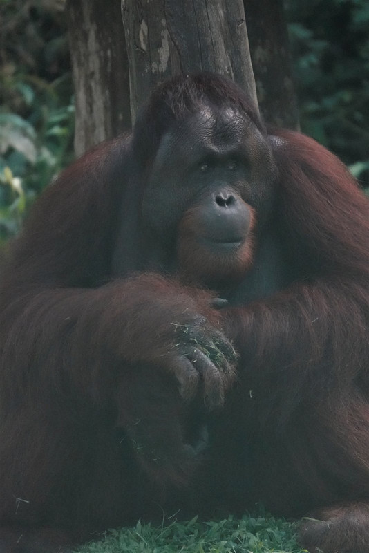 Male adult orangutan at the Rehab center