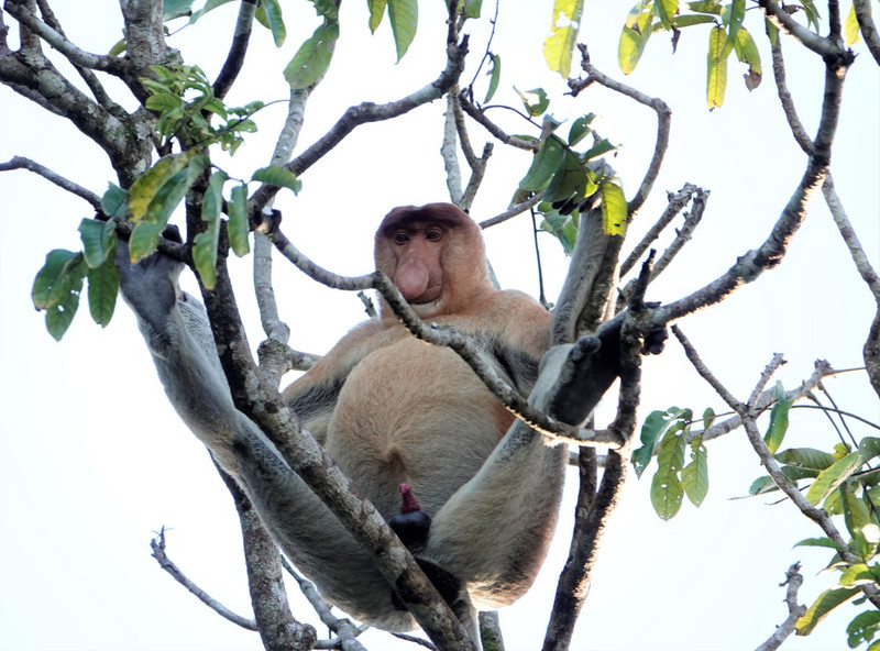 Proboscis monkey - odd looking fellows