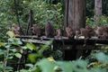 Orangutan feeding platform - which obviously the monkeys are enjoying! 
