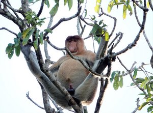 Proboscis monkey - odd looking fellows