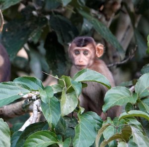 Baby longtail macaque  - the original Yoda idea???