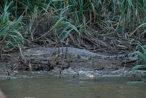 Alligator along the river 