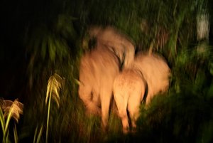 Pygmy elephants on night drive